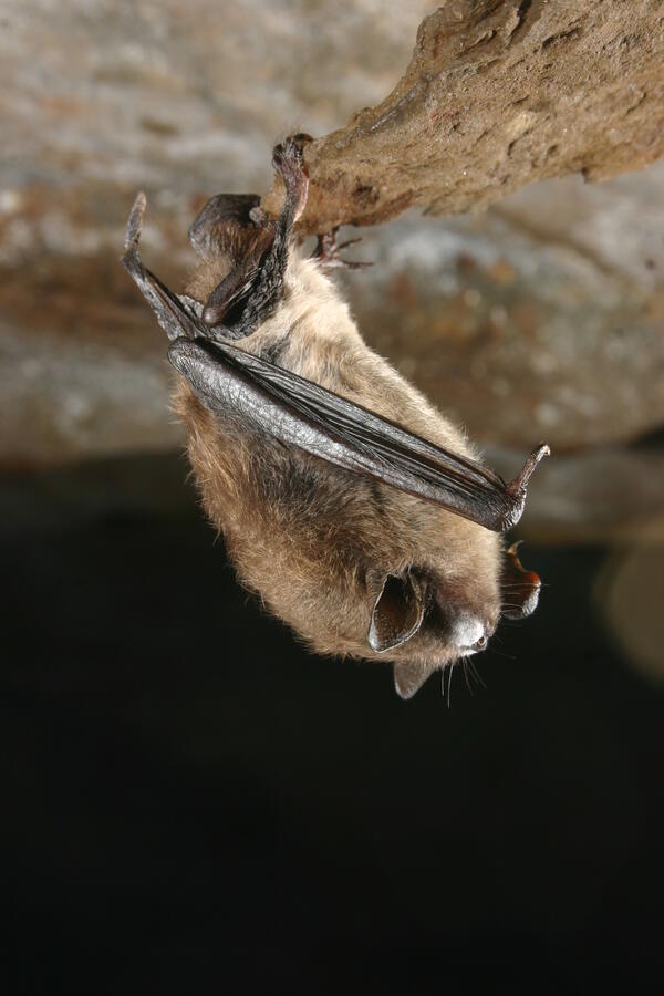 Where do bats live? U.S. Geological Survey